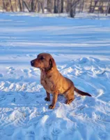Maggey, a female Labrador Retriever for sale in Crystal, MI – Photo 7 of 10