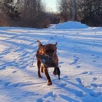 Maggey, a female Labrador Retriever for sale in Crystal, MI – Photo 8 of 10