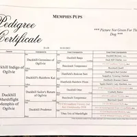 Maggey, a female Labrador Retriever for sale in Crystal, MI – Photo 9 of 10