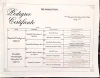 Maggey, a female Labrador Retriever for sale in Crystal, MI – Photo 9 of 10