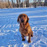 Maggey, a female Labrador Retriever for sale in Crystal, MI – Photo 4 of 10