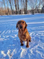 Maggey, a female Labrador Retriever for sale in Crystal, MI – Photo 4 of 10