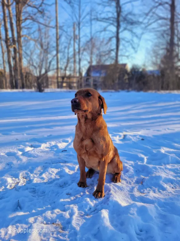 Maggey, a female Labrador Retriever for sale in Crystal, MI – Photo 1 of 10