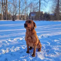 Maggey, a female Labrador Retriever for sale in Crystal, MI – Photo 1 of 10