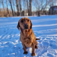 Maggey, a female Labrador Retriever for sale in Crystal, MI – Photo 6 of 10