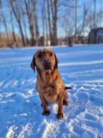 Maggey, a female Labrador Retriever for sale in Crystal, MI – Photo 6 of 10