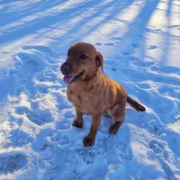 Maggey, a female Labrador Retriever for sale in Crystal, MI – Photo 10 of 10