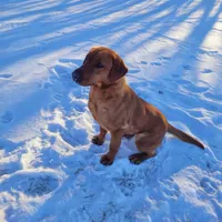 Maggey, a female Labrador Retriever for sale in Crystal, MI – Photo 2 of 10