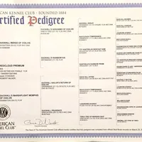 Maggey, a female Labrador Retriever for sale in Crystal, MI – Photo 5 of 10