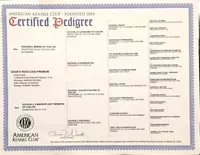 Maggey, a female Labrador Retriever for sale in Crystal, MI – Photo 5 of 10