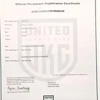 Maggey, a female Labrador Retriever for sale in Crystal, MI – Photo 3 of 10