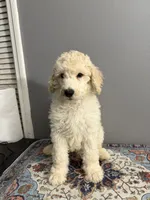 Biscuit, a male Poodle - Standard  for sale in Cocoa Beach, FL – 2 of 3