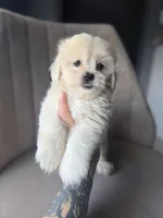 Wafer , a male Shihpoo for sale in Cocoa Beach, FL – 2 of 4