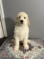 Biscuit, a male Poodle - Standard  for sale in Cocoa Beach, FL – 3 of 3
