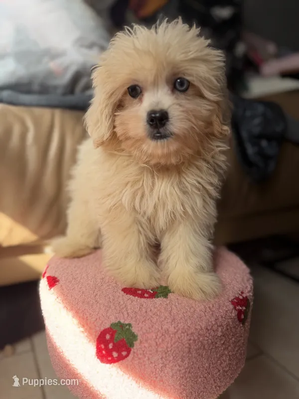 Wafer  – Shihpoo puppy for sale in Cocoa Beach, FL