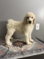 Feather , a female Poodle - Standard  for sale in Cocoa Beach, FL – 2 of 2