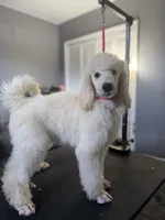 Feather , a female Poodle - Standard  for sale in Cocoa Beach, FL – 3 of 4