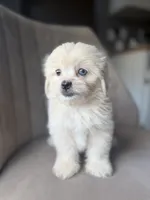 Wafer , a male Shihpoo for sale in Cocoa Beach, FL – 4 of 4