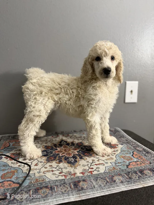 Candy – Poodle - Standard  puppy for sale in Cocoa Beach, FL