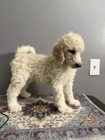 Candy, a female Poodle - Standard  for sale in Cocoa Beach, FL – 2 of 2
