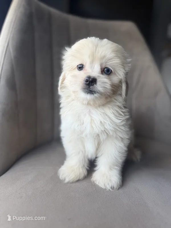 Wafer  – Shihpoo puppy for sale in Cocoa Beach, FL