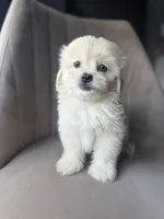 Wafer , a male Shihpoo for sale in Cocoa Beach, FL – 1 of 4