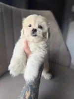 Wafer , a male Shihpoo for sale in Cocoa Beach, FL – 3 of 4