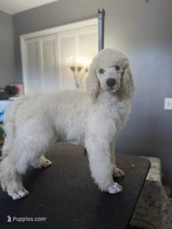 Feather  – Poodle - Standard  puppy for sale in Cocoa Beach, FL