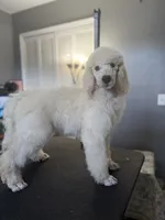 Feather , a female Poodle - Standard  for sale in Cocoa Beach, FL – 1 of 4