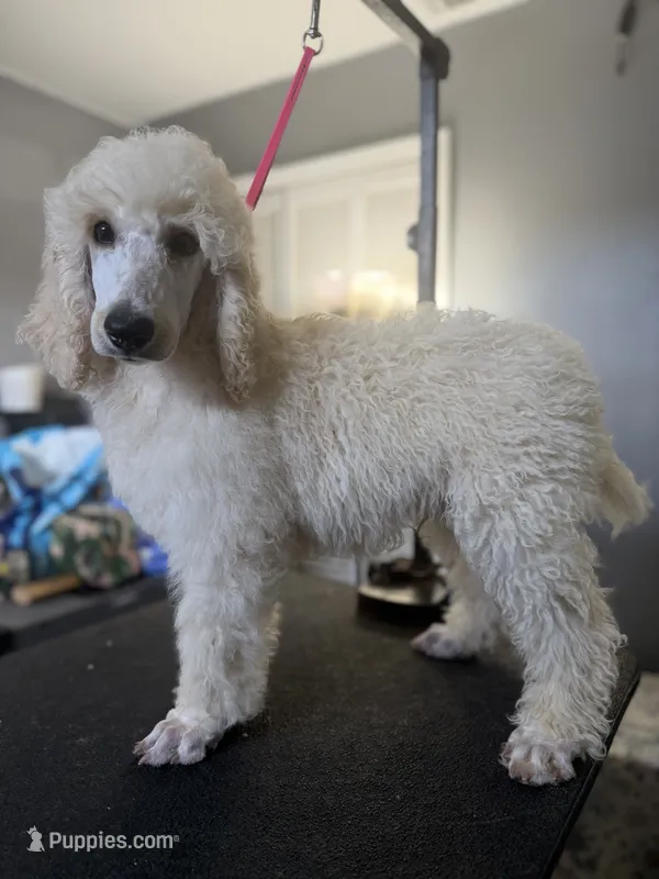 Biscuit – Poodle - Standard  puppy for sale in Cocoa Beach, FL
