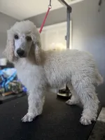 Biscuit, a male Poodle - Standard  for sale in Cocoa Beach, FL – 1 of 4
