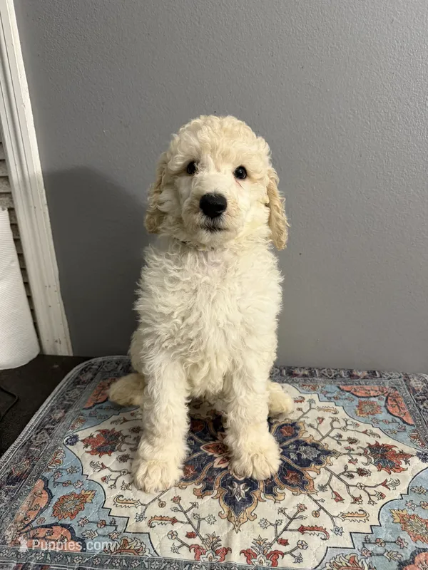 Biscuit  – Poodle - Standard  puppy for sale in Cocoa Beach, FL
