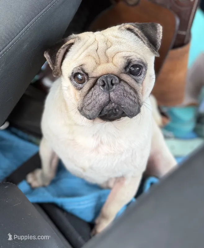 Bonbon – Pug puppy for sale in Cocoa Beach, FL