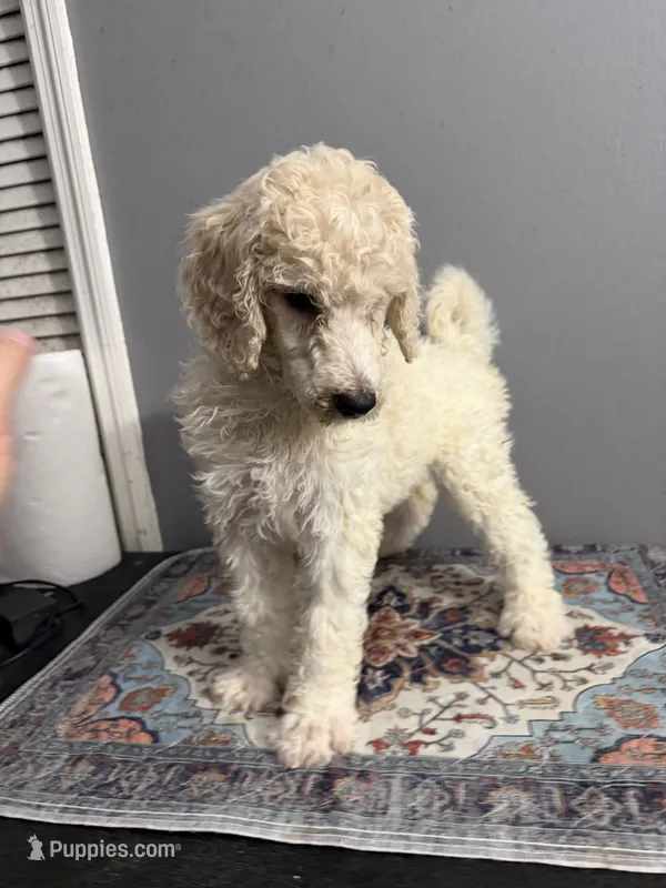 Feather  – Poodle - Standard  puppy for sale in Cocoa Beach, FL