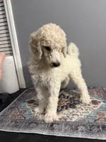 Feather , a female Poodle - Standard  for sale in Cocoa Beach, FL – 1 of 2