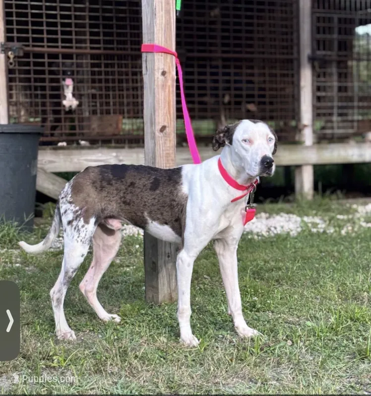 Catahoula – Catahoula Leopard Dog puppy for sale in Cocoa Beach, FL