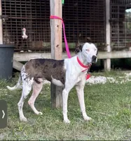 Catahoula, a male Catahoula Leopard Dog for sale in Cocoa Beach, FL – 1 of 1