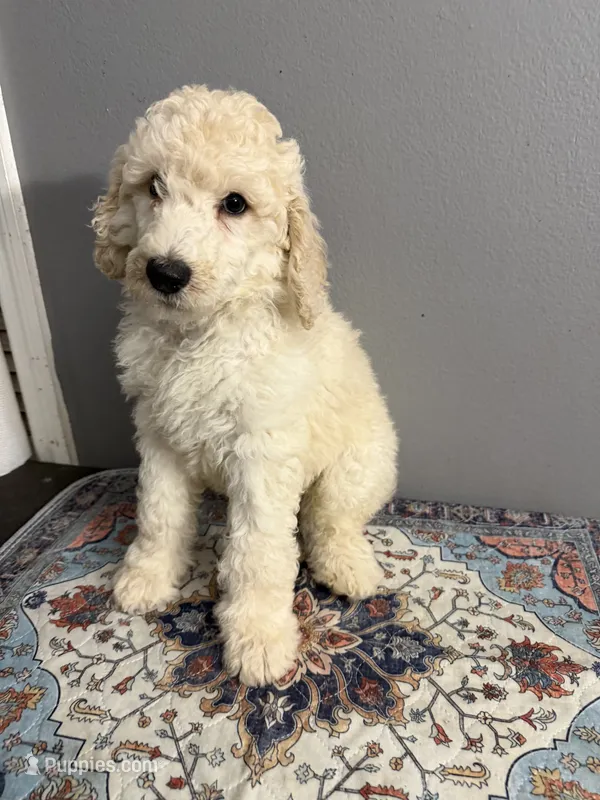 Biscuit – Poodle - Standard  puppy for sale in Cocoa Beach, FL
