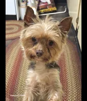 Luna, a female Yorkshire Terrier for sale in Louisville, KY – 4 of 4