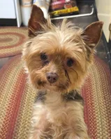 Luna, a female Yorkshire Terrier for sale in Louisville, KY – 4 of 4