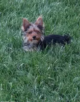 Luna, a female Yorkshire Terrier for sale in Louisville, KY – 2 of 4