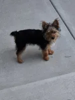 Luna, a female Yorkshire Terrier for sale in Louisville, KY – 2 of 4