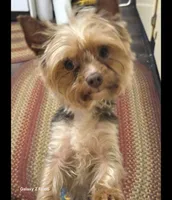 Chino, a male Yorkshire Terrier for sale in Louisville, KY – 2 of 3