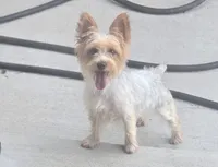 Luna, a female Yorkshire Terrier for sale in Louisville, KY – 3 of 4