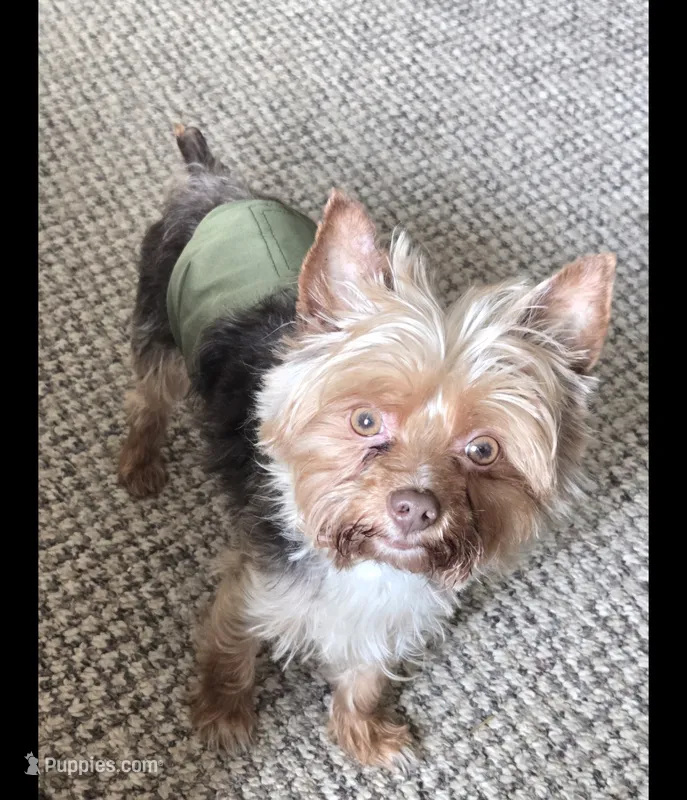 Chino – Yorkshire Terrier puppy for sale in Louisville, KY