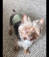 Chino, a male Yorkshire Terrier for sale in Louisville, KY – 1 of 3