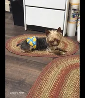 Chino, a male Yorkshire Terrier for sale in Louisville, KY – 3 of 3