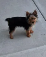 Luna, a female Yorkshire Terrier for sale in Louisville, KY – 1 of 4