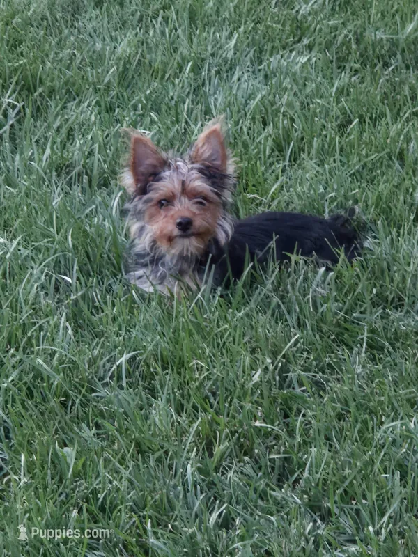 Luna – Yorkshire Terrier puppy for sale in Louisville, KY