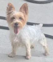 Luna, a female Yorkshire Terrier for sale in Louisville, KY – 3 of 4